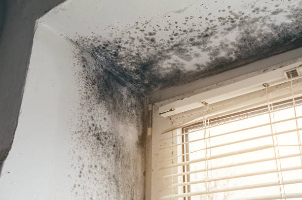 Affordable Basement Mold Removal solutions in Madison, MN